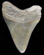 Bargain Megalodon Tooth - South Carolina #45944-2